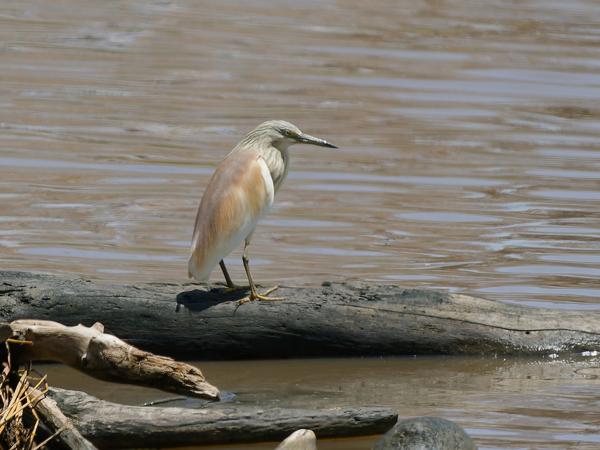 <h3><a href="/trips/tanzania/biota/animalia/chordata/aves/015 pelecaniformes/002 ardeidae/ardeola ralloides/ardeola ralloides-nl.html">Ardeola&nbsp;ralloides</a> / Squacco&nbsp;heron / Ralreiger</h3>OM-1 Mark II met OLYMPUS M.150-400mm F4.5, 1/2000 sec  bij F4.5, ISO 320, afstand 50.0&nbsp;m